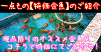 【特価金魚のご紹介!】