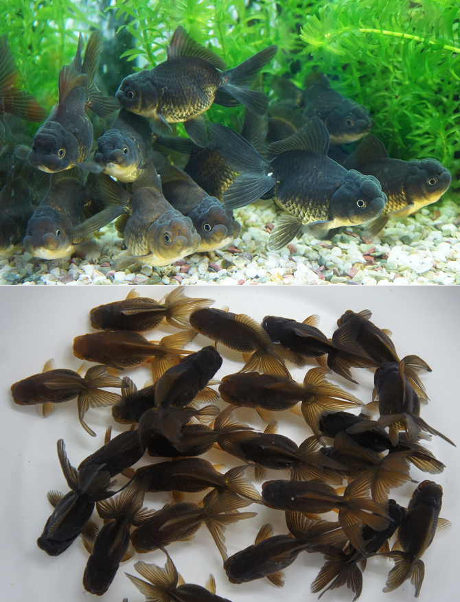 2015.4.21【深見産ブラック