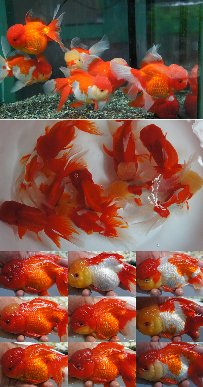 オランダ獅子頭 鹿の子 鑑賞魚 金魚 飯田産